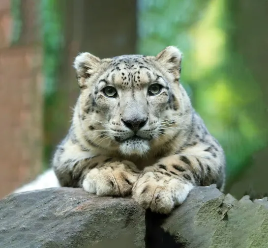 Central Park Zoo - Eintrittskarte